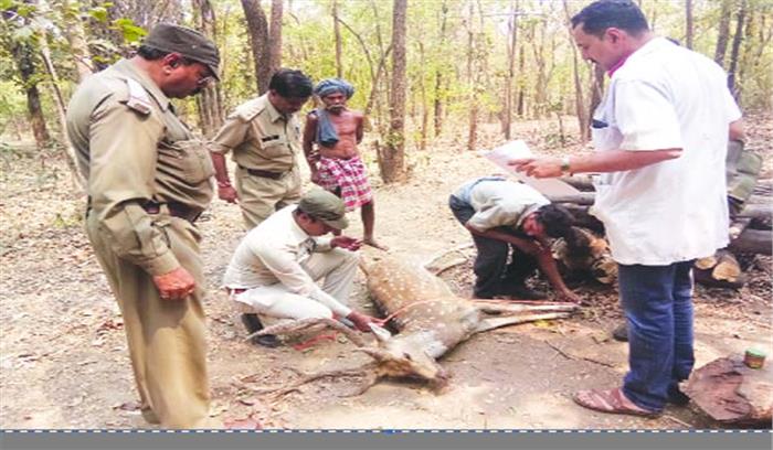 पानी की तलाश में भटके चीतल की मौत