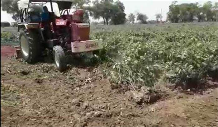  हरियाणा : सिरसा में छह एकड़ में खड़ी प्रतिबंधित बैंगन की फसल पर चलाया हल