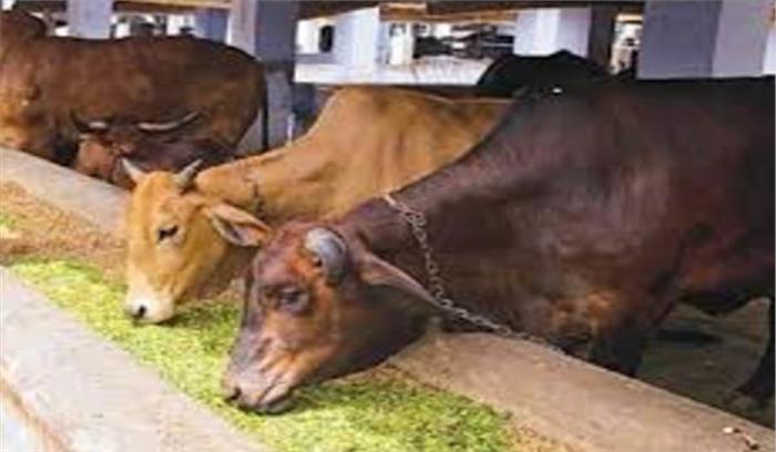 शहरों में अब पशुओं के लिये बनाये जायेंगे ‘पीजी’