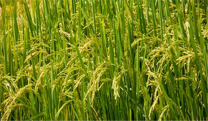 मेरी फसल मेरा ब्यौरा ,पोर्टल पर दर्ज किसानों की ही बाजरा खरीदेगी सरकार :बाबू लाल