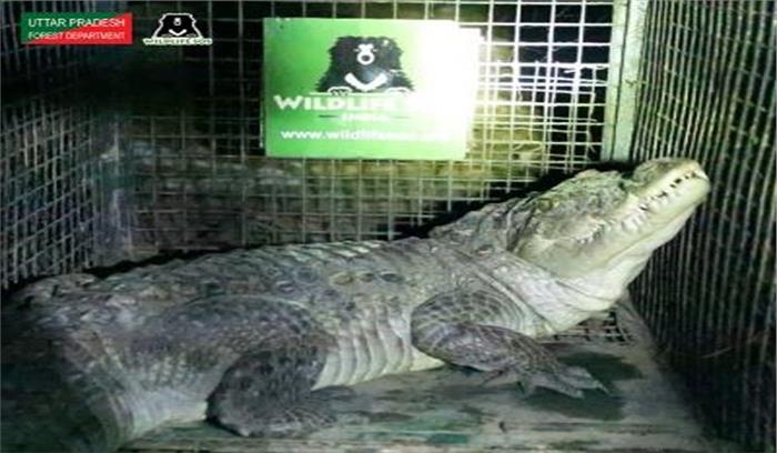 हाथरस : खेत में मिला मगरमच्छ, दहशत के बाद पकड़ा गया