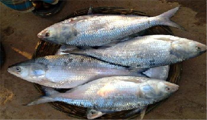 हिल्सा मछली अब मिलेगी कोलकाता में