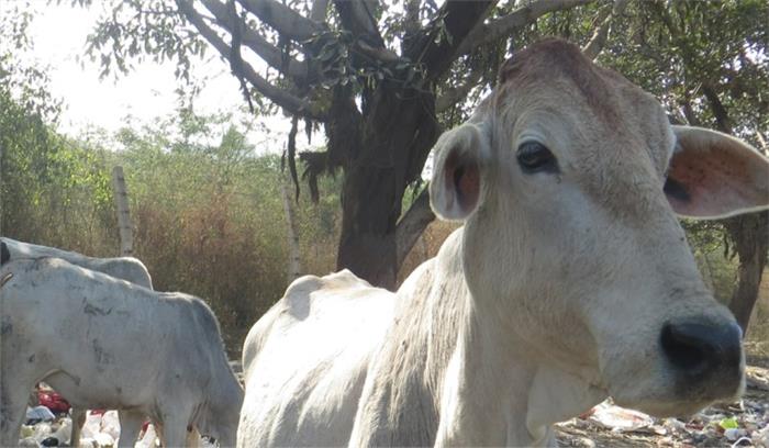 हिमाचल प्रदेश के 11 जिलों में गाय अभयारण्य बनाने की योजना हिमाचल प्रदेश के 11 जिलों में गाय अभयारण्य बनाने की योजना