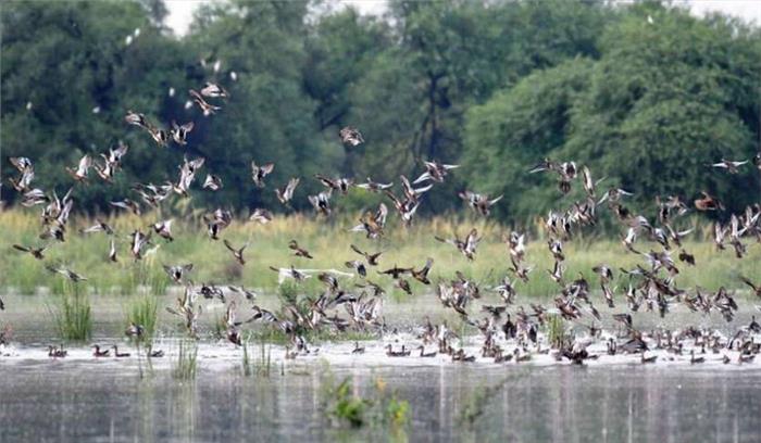 प्रवासी पक्षियों ने भी महसूस किया सुकून युद्धविराम से