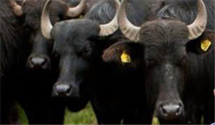 हिसार में किसान की हत्या कर चुराई तीन भैंसें