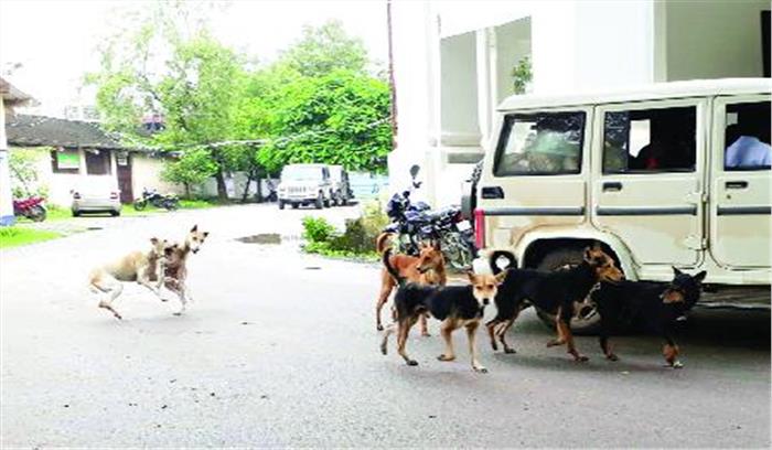 24 घंटे के अंदर 29 लोग हुए एक पागल कुत्ते के शिकार