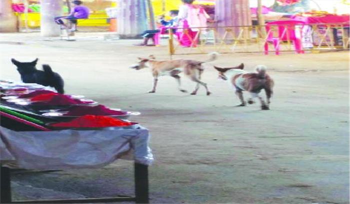 अंचल में आवारा कुत्तों का आतंक, प्रशासन गंभीर नहीं