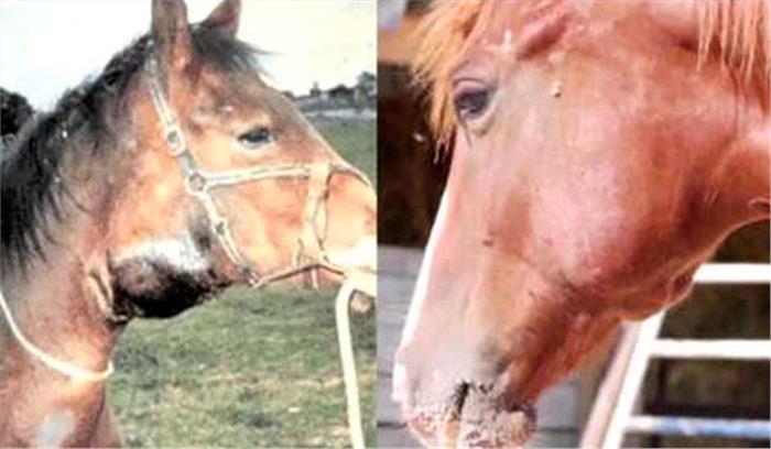 घोड़ों से रहें दूर, गलैंडर बीमारी के मिले लक्षण