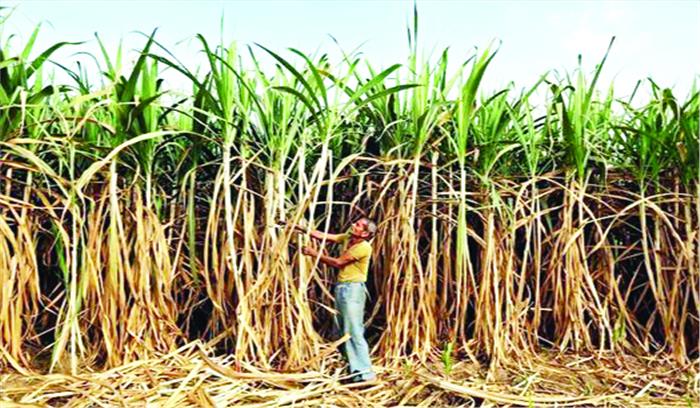 अवैध खांडसारी उद्योगों को गन्ना बेचने किसान मजबूर
