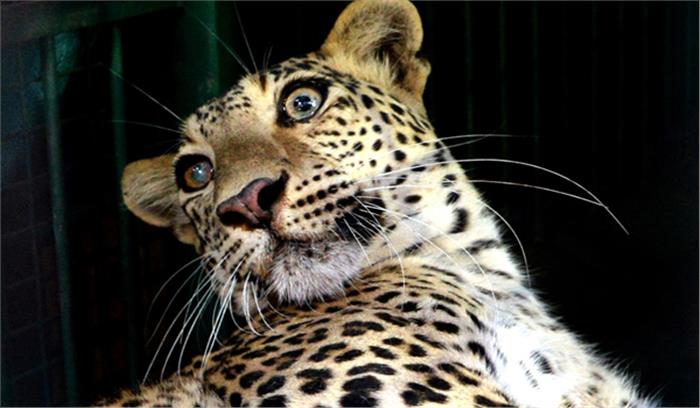 भारत में 2 महीने में 106 तेंदुओं की मौत पर चिंता