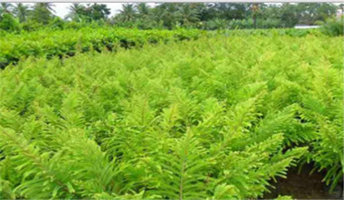 बागवानी फसलों का उत्पादन 44.5 प्रतिशत बढा