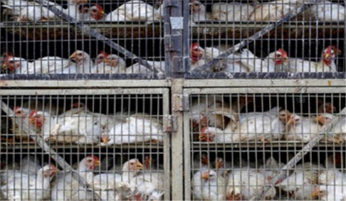 इंदौर और नीमच में कुक्कुट और चिकन बाजार सात दिन के लिए बंद