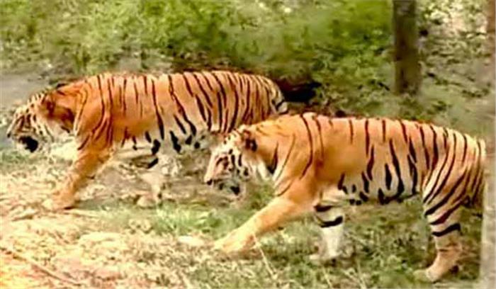 साल भर में 13 लाख से अधिक दर्शक पहुंचे चिड़ियाघर