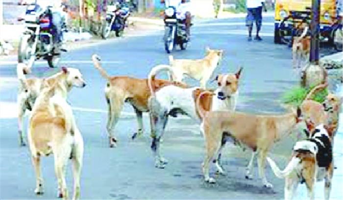 मासूम बनीं आवारा कुत्ते का शिकार