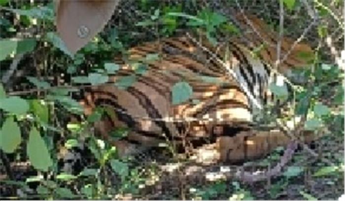 पीलीभीत में बाघ की मौत के मामले में दर्ज हुई एफआईआर