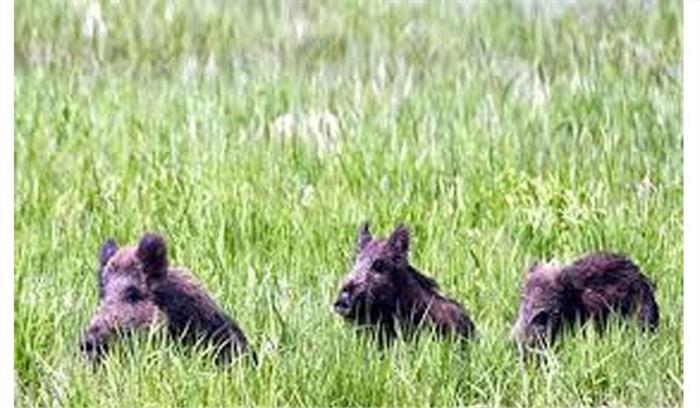 जंगली सूअरों के आंतक से परेशान गन्ना किसान