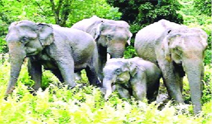 हाथी ने दुकान का धान किया नष्ट