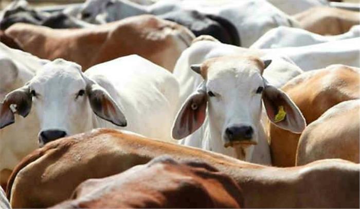 जम्मू :  गौरक्षक समूह के 4 सदस्यों को गिरफ्तार किया