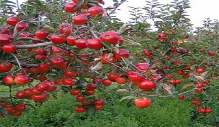 सेब के बगीचे में 50 साल के शख्स का शव लटका मिला सेब के बगीचे में 50 साल के शख्स का शव लटका मिला