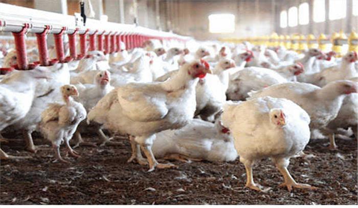जम्मू-कश्मीर मुर्गियों के आयात पर प्रतिबंध हटा