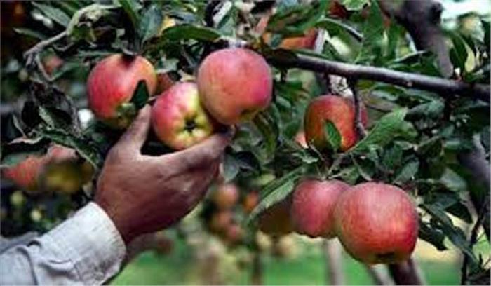 कश्मीर के सेब उत्पादकों के लिए केंद्र की योजना होगी कामयाब? (विशेष)
