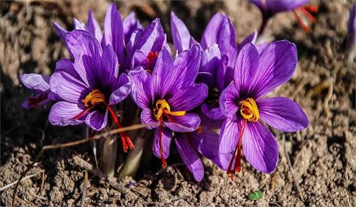 जम्मू-कश्मीर में फूड पार्क दिलाएगा रोजगार