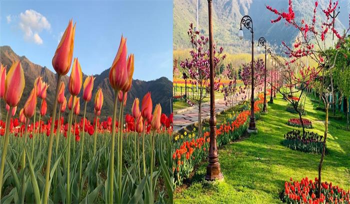जनता के लिए खुला श्रीनगर का मशहूर खूबसूरत ट्यूलिप गार्डन
