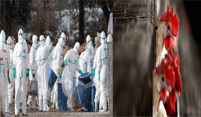 बर्ड फ्लू के खौफ के बीच जापान में मारी जाएंगी  840000 मुर्गियां