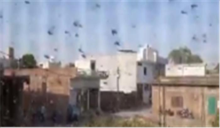 टिड्डियों का दल झांसी पहुंचा, अधिकारी अलर्ट पर टिड्डियों का दल झांसी पहुंचा, अधिकारी अलर्ट पर