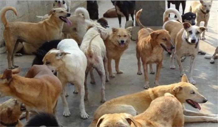 झारखंड: कुत्तों के समूह ने बच्ची पर किया हमला