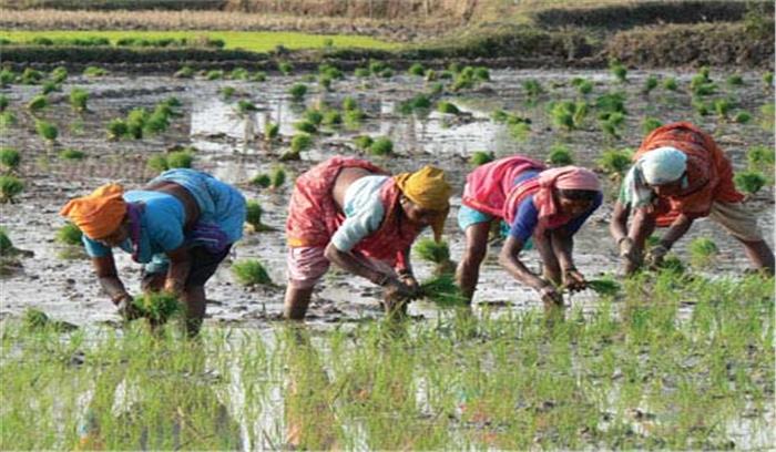 झारखंड में कम बारिश से धान की बुवाई हो सकती प्रभावित