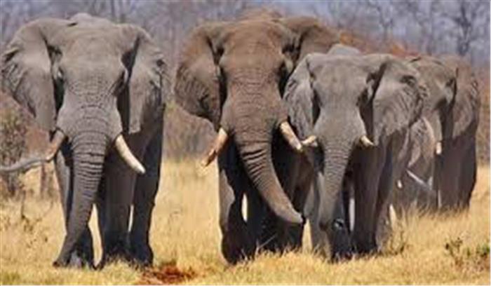 झारखंड:  ट्रेन से कुचलकर तीन हाथियों की मौत