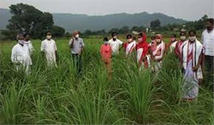 झारखंड : लेमनग्रास से आत्मनिर्भरता का पाठ पढ़ा रही गांव की महिलाएं