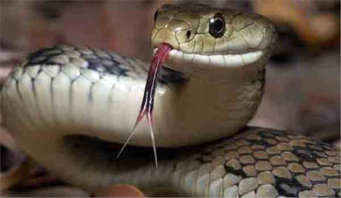 झारखंड में विषैले सांप के काटने से मां-बेटे की मौत