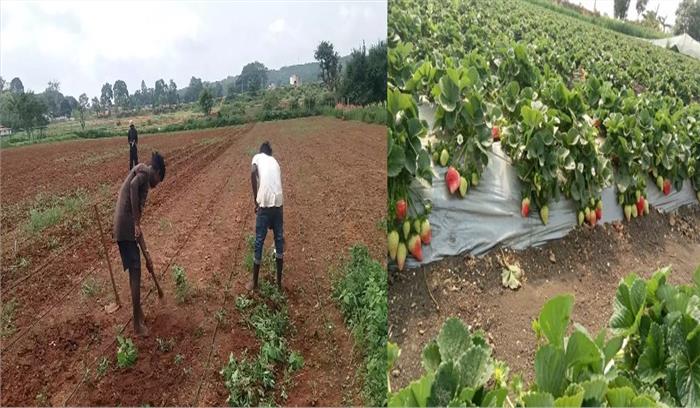 झारखंड में अब स्ट्रॉबेरी की खेती में किसान आजमा रहे हाथ