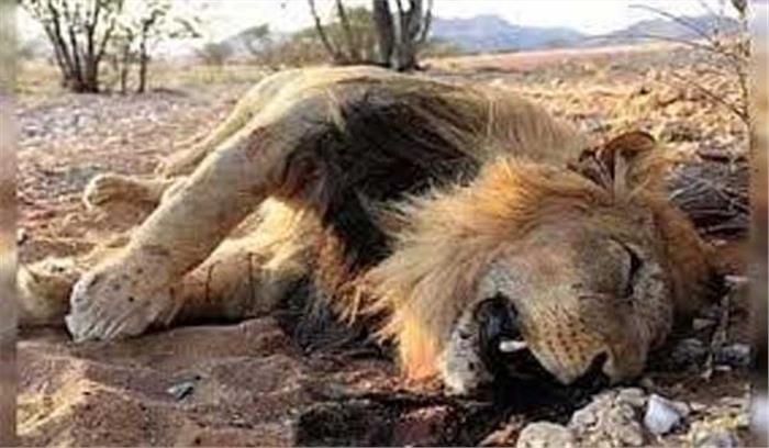 गुजरात के गिर वन से युवा एशियाई शेर का शव बरामद