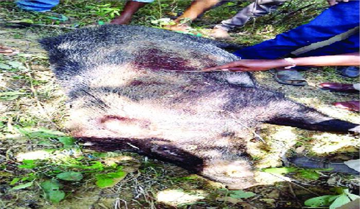 पूर्वांचल के जंगलों में वन्य प्राणियों का अवैध शिकार