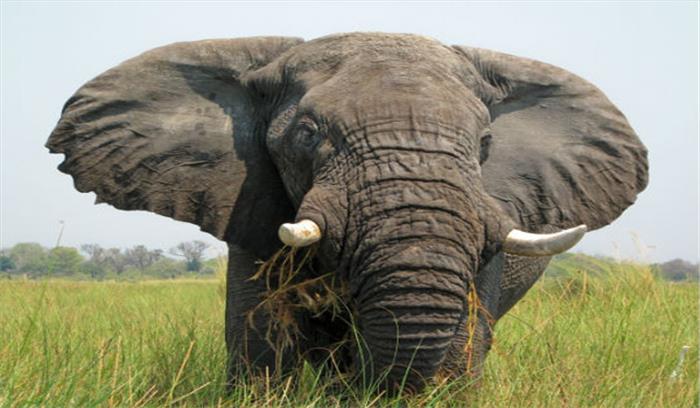 हाथी ने वृद्ध को कुचला