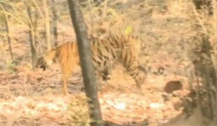 मध्यप्रदेश :बाघ के हमले में तेंदूपत्ता श्रमिक की मौत