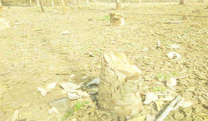 वन विकास निगम के प्लांटेशन में 40 सागौन पेड़ों की कटाई