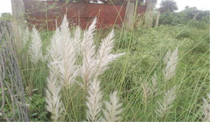 समय से पहले खिले कांशी के फूल