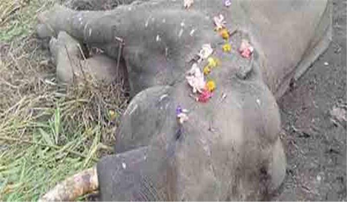 कर्नाटक में करंट लगने से 55 वर्ष हाथी की मौत