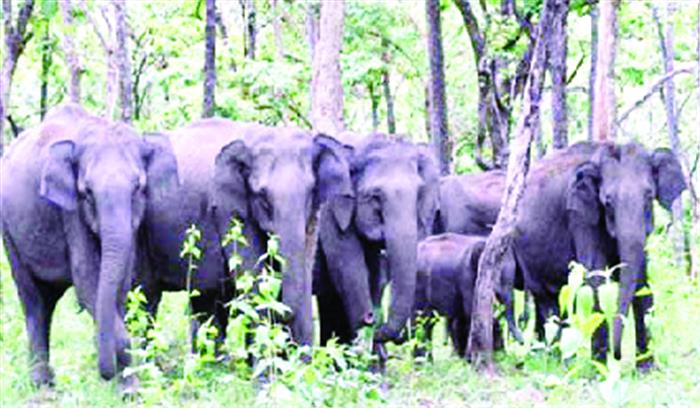 हाथी छाल वन परिक्षेत्र लौटे, करतला में 22 हाथी कर रहे विचरण 
