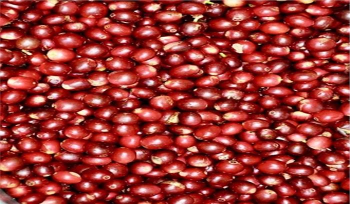 कश्मीर से मिश्री किस्म की चेरी दुबई निर्यात की गई, बागवानी को बढ़ावा मिलने की आस