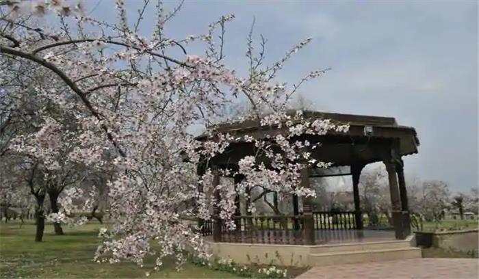 कश्मीर में वसंत ऋतु के जल्द आगमन के मिल रहे संकेत