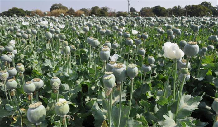 कश्मीर में अधिकारियों ने अफीम की खेती की नष्ट 