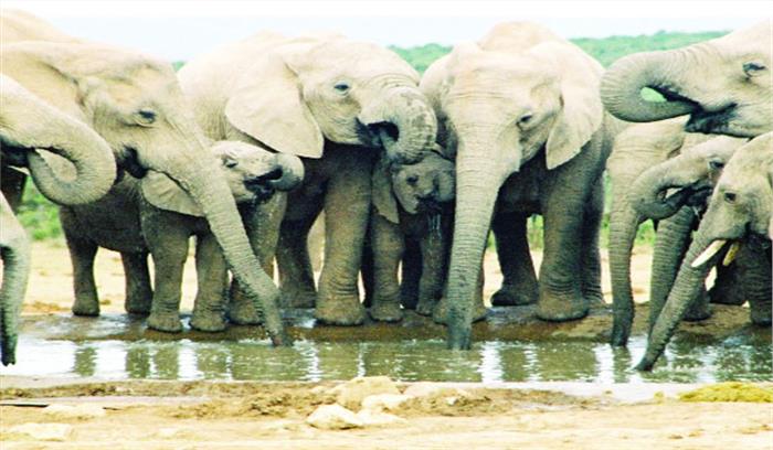 हाथियों के उत्पात से ग्रामीणों में दहशत