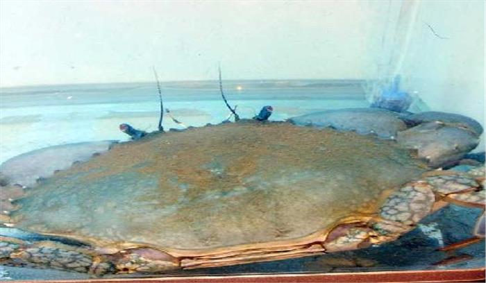 केकड़ा कर रहा किसानों को मालामाल