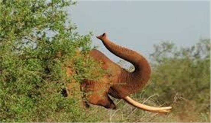 रेंजर्स ने 4 शिकारियों को मार गिराया :केन्या