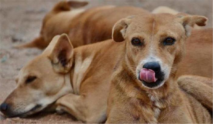 कुत्तों के  झुंड ने 50 वर्षीय शख्स पर किया हमला 